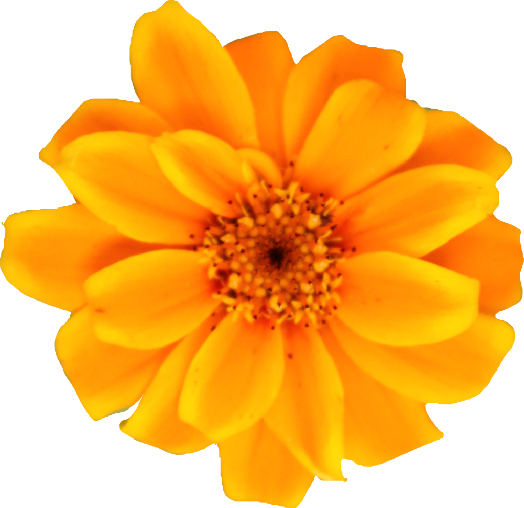 Yellow Orange Persian Zinnia By Thy Darkest Hour On - Yellow Orange Zinnia Flower Png (1024x994)