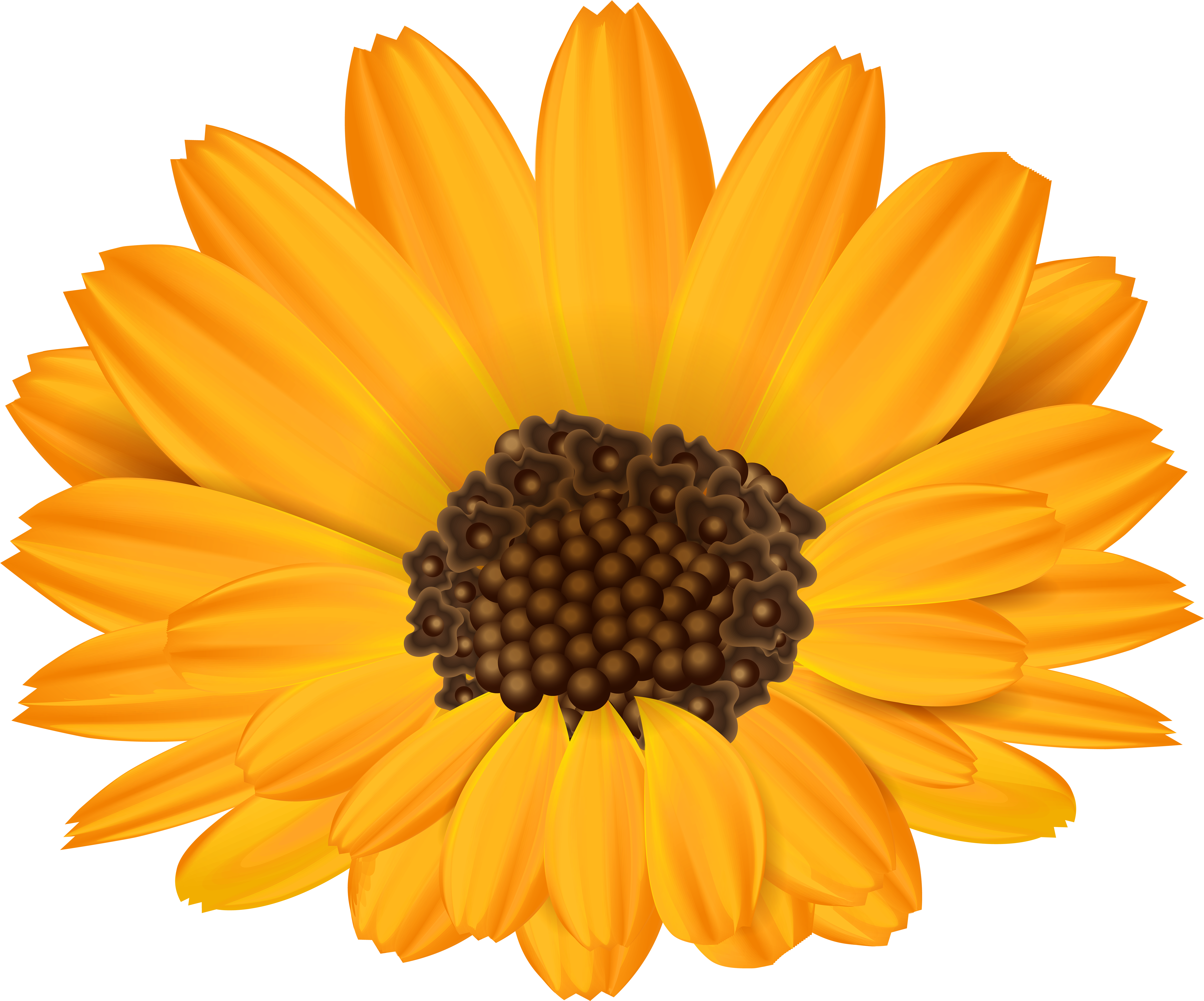 Common Sunflower Template Paper Leaf - Flor Do Girassol Fundo Branco (6000x4976)