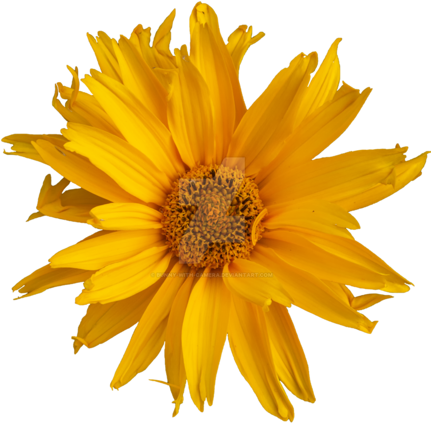 Pretty Yellow Flower Png By Bunny With Camera - Yellow (894x894)