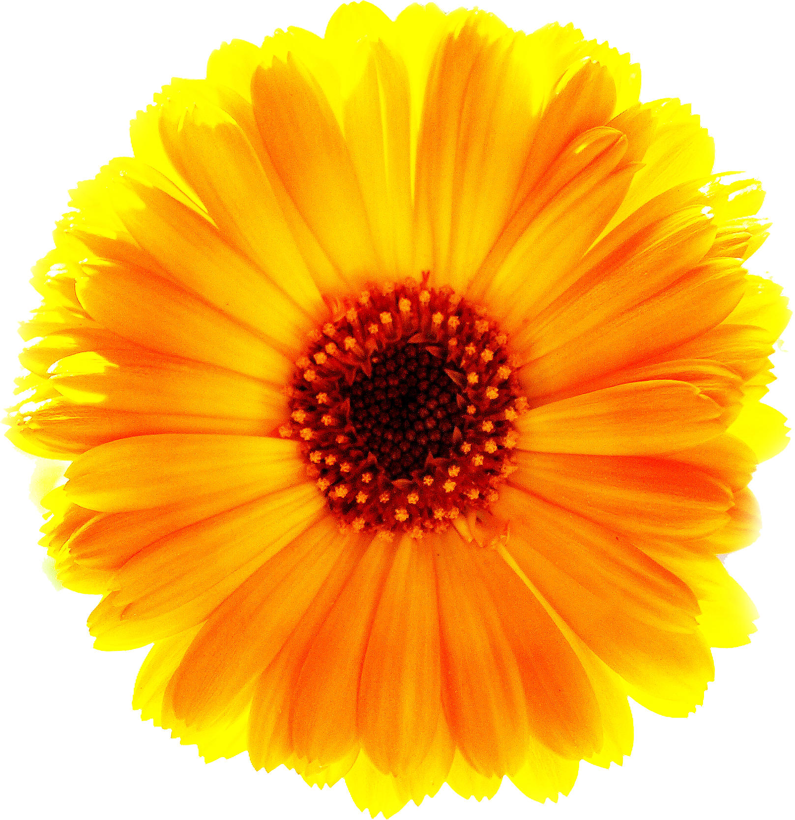 Verusanimus Orange Marigold Flower Png - Sun Flower (1617x1668)