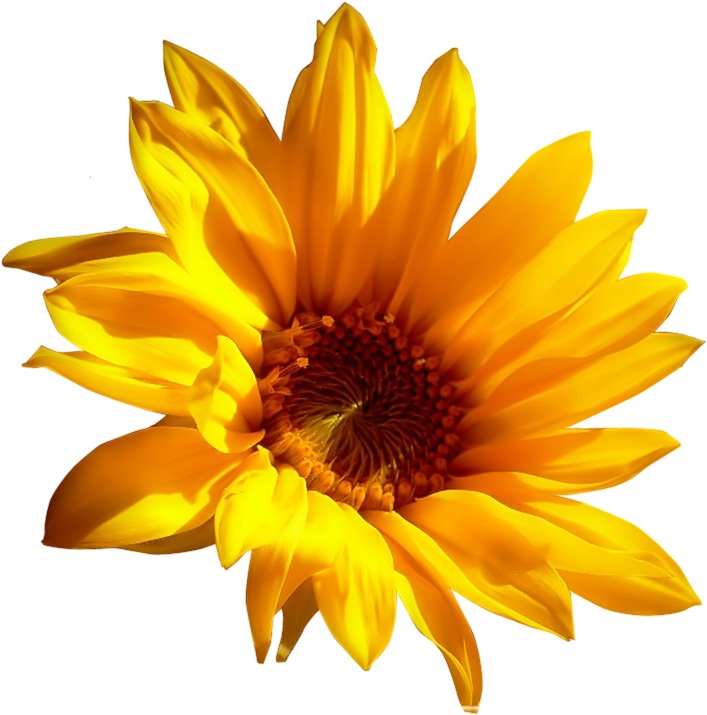 Flower Image Cutout - Gazania (1000x750)