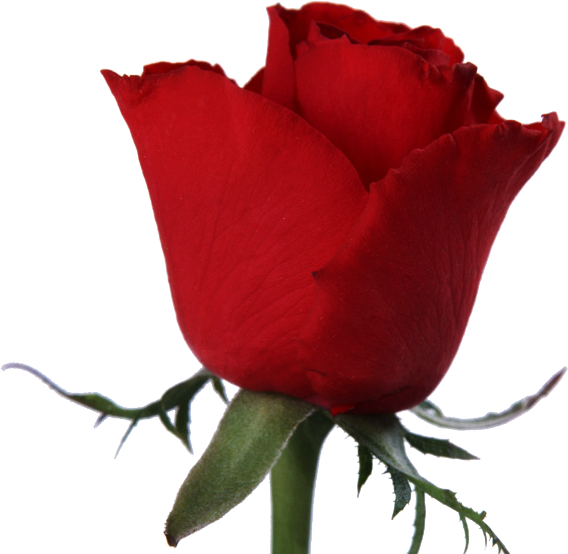 Garden Roses Cut Flowers Stock Photography - Garden Roses Cut Flowers Stock Photography (1142x1107)