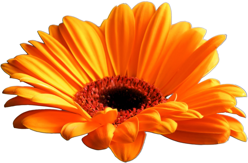 Clear Cut Png By Travail De Lame - Orange Flower Png Transparent (900x612)