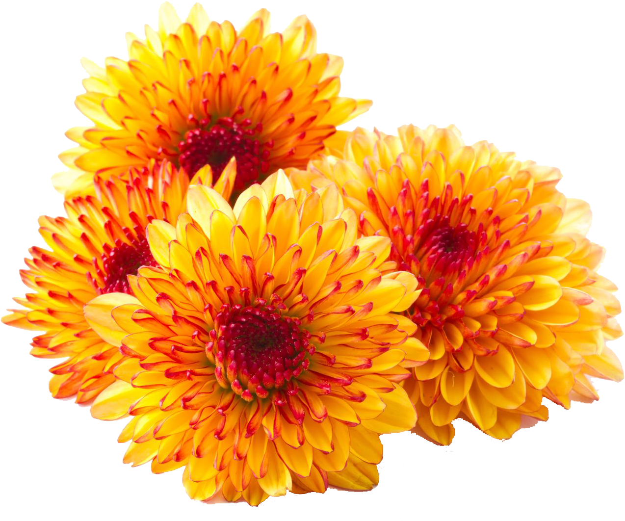 Chrysanthemum Png Photos - Chrysanthemum Flower Png (1678x1119)