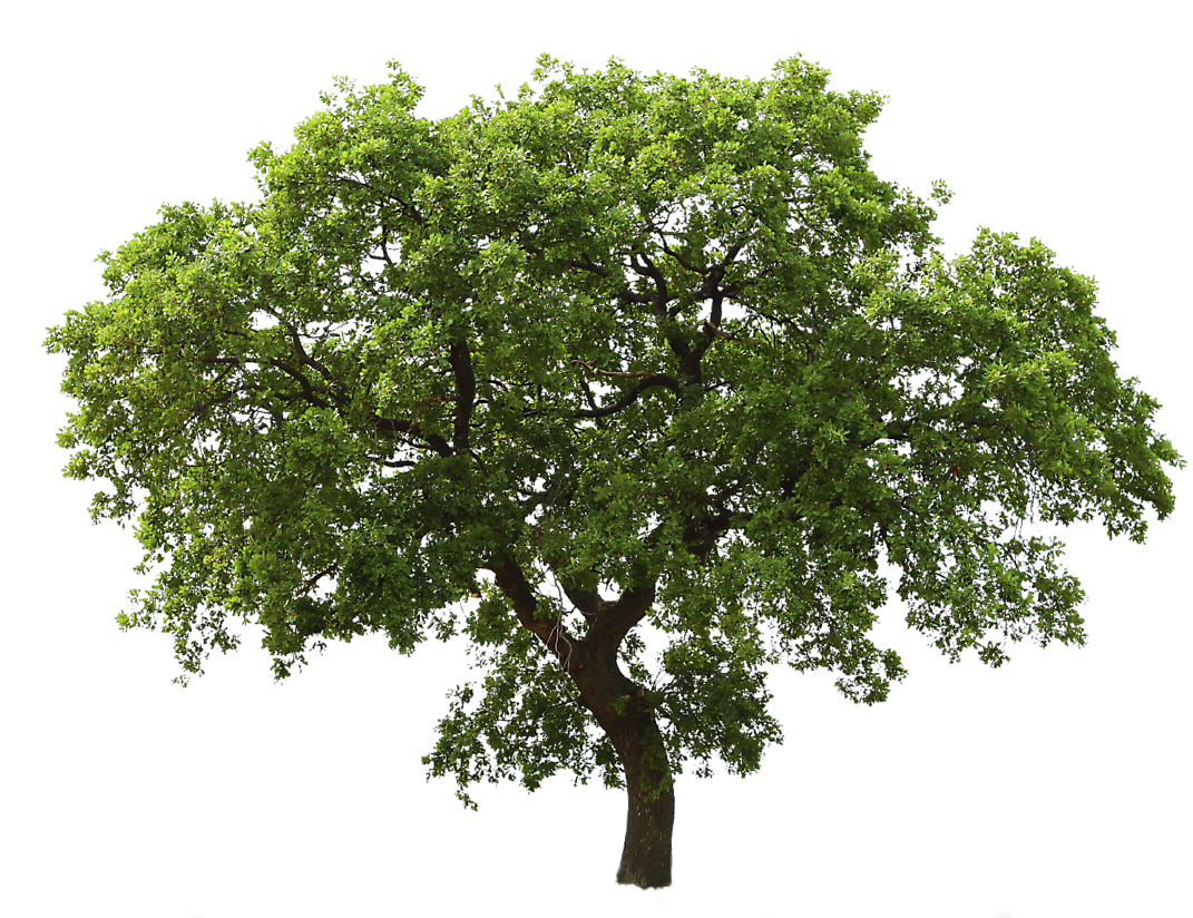 Tree Png Image - Oak Tree Png (1100x823)
