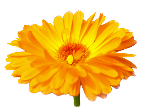 Calendula - Calendula Transparent (476x476)