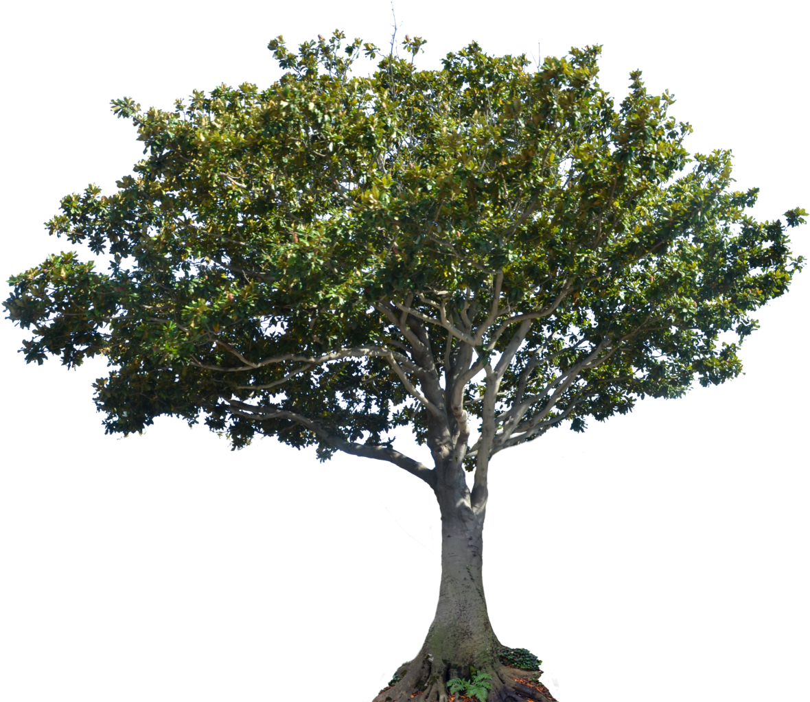 Tree Stock Photo Dsc 0261 Png By Annamae22 - Tree Canopy Png (1600x1060)