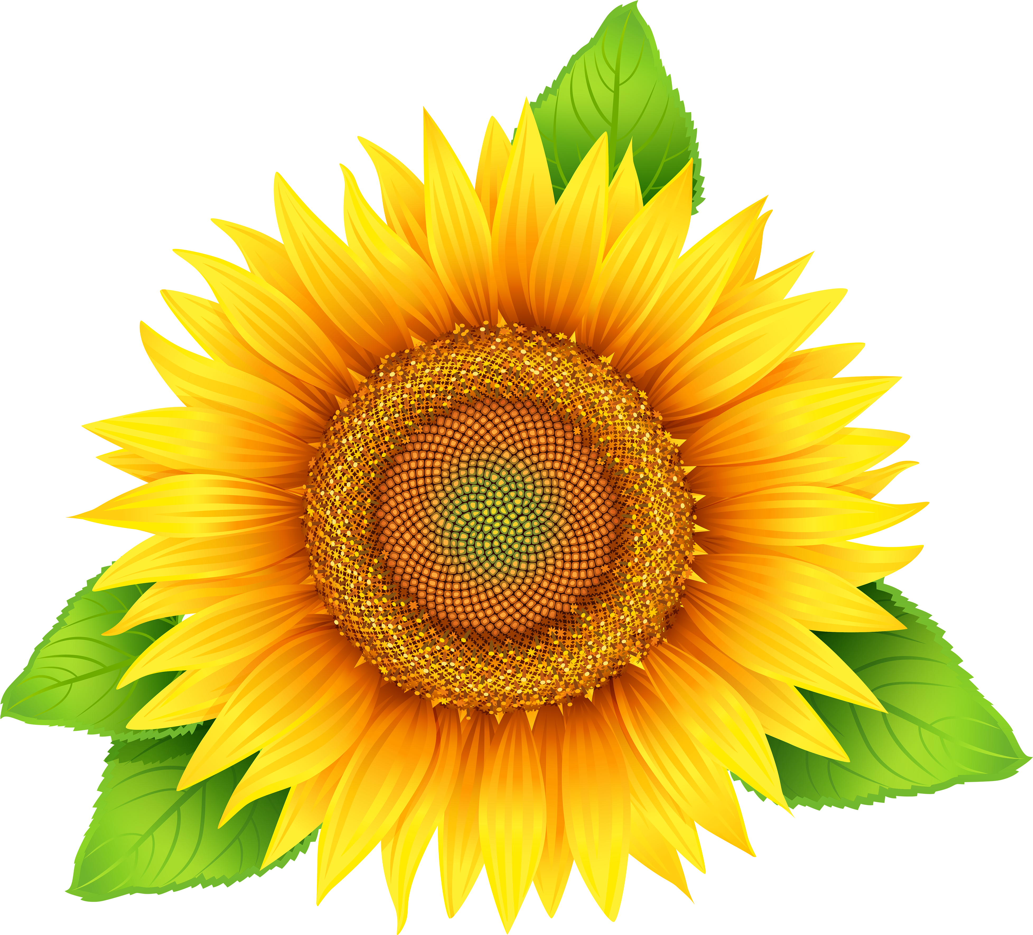 Sunflower Png - Sunflower Clipart (4000x3621)