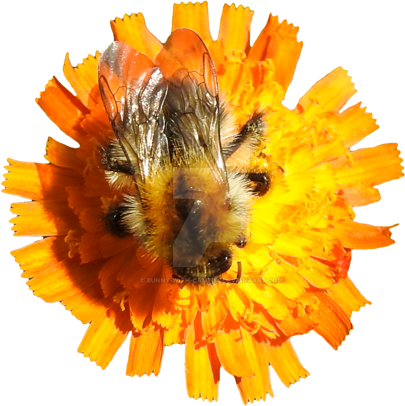 Bumblebee On Orange Flower Png By Bunny With Camera - Bumblebee (1024x1024)