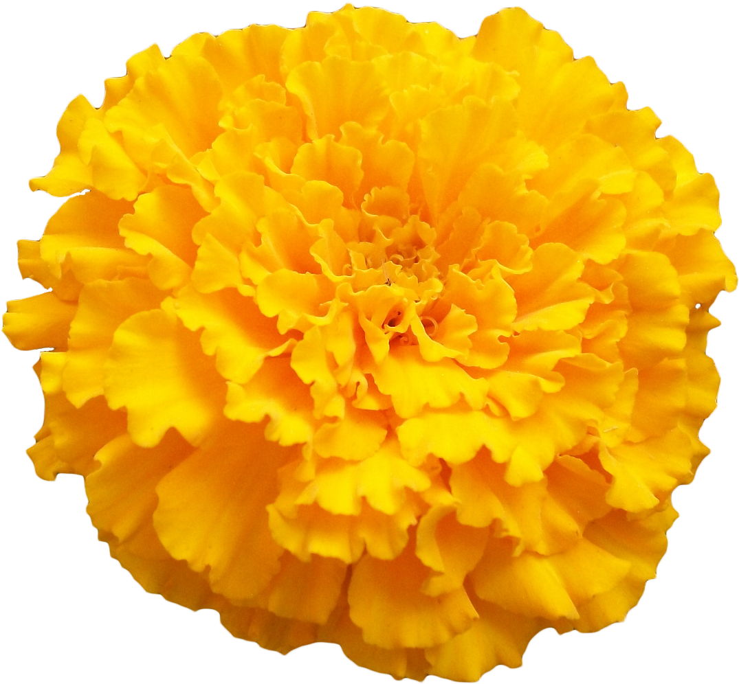 Marigold Clipart Flower Tumblr - Marigold Png (1100x1019)