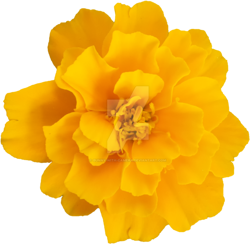 Yellow Flower Png By Bunny With Camera - Png Yellow Flower (894x894)