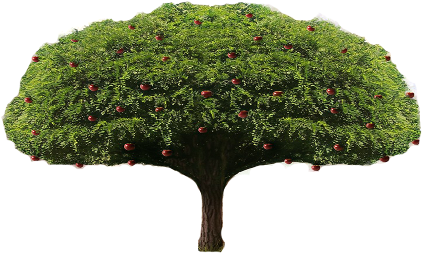Apple Tree Png By Lordnicax - Oak.