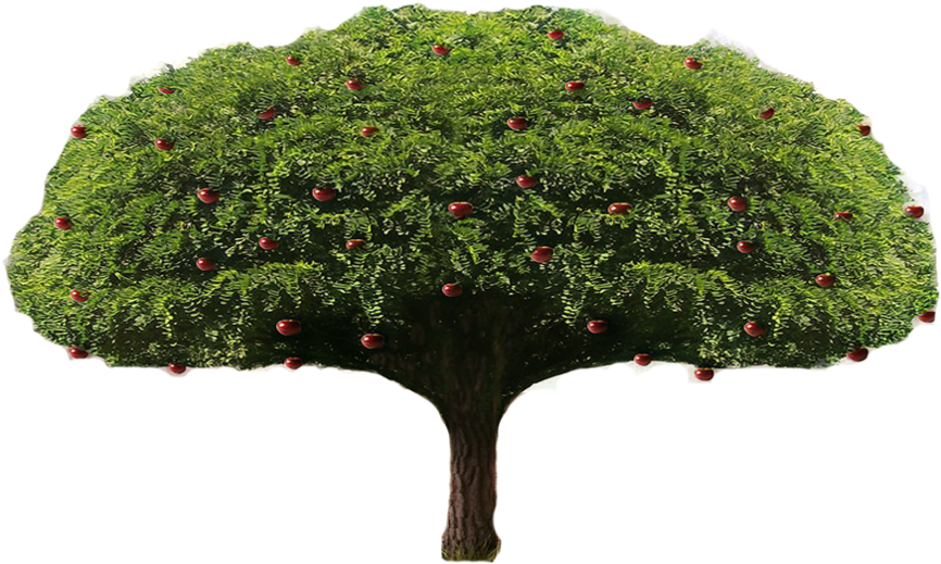 Apple Tree Png By Lordnicax - Oak (894x894)