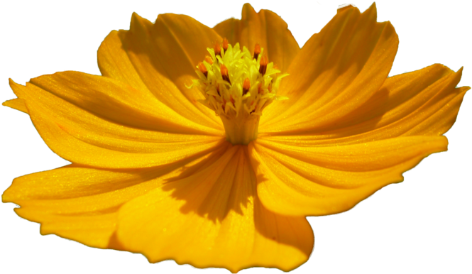 Flor Png Flower Png By Malkarma - Yellow Flower Cosmos Png (900x675)