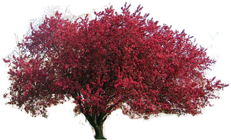 Crabapple Clipart Clipground Crab Apple Tree - Red Cherry Tree (799x484)