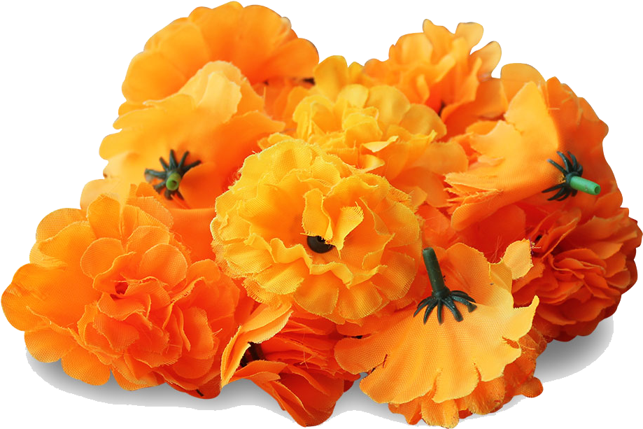 Flowers - Marigold Png (1280x850)
