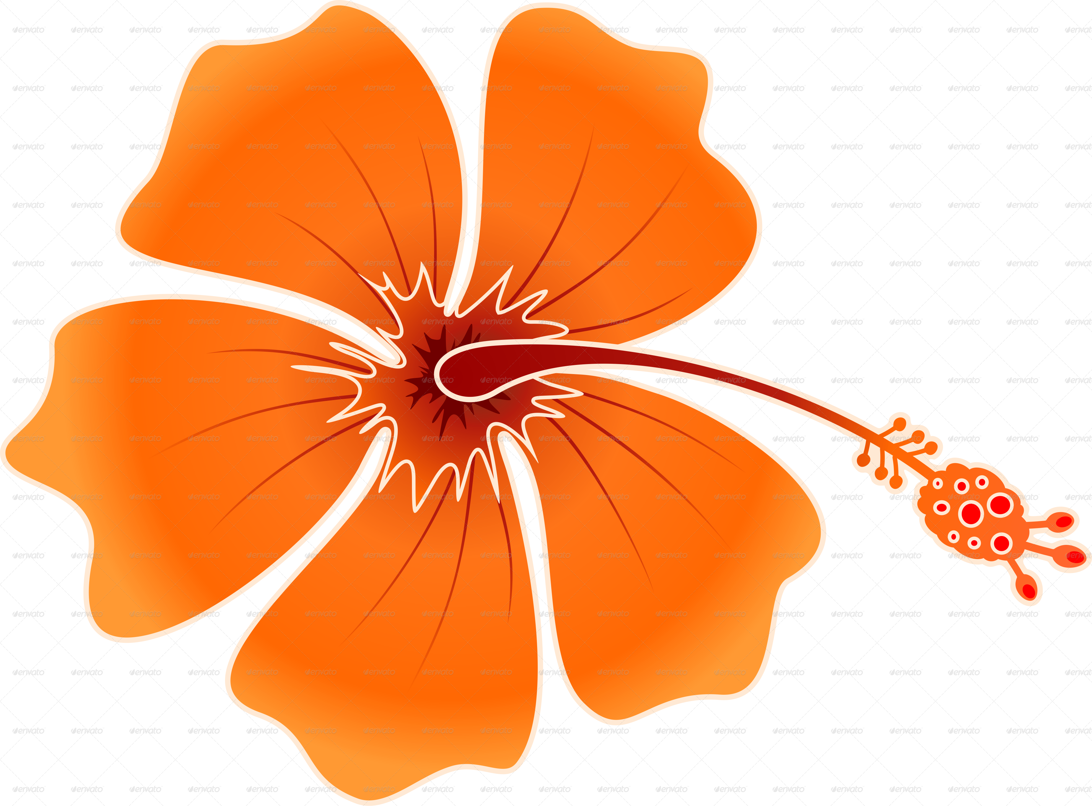 Orange Hibiscus Isolated- Png - Hibiskis Png (3698x2732)