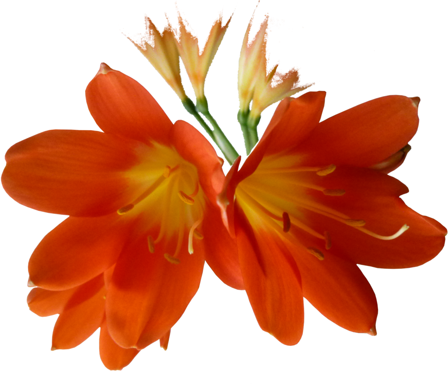 Orange Clivia 3 Stock By Mslissome-d5zswjf - Кливия Пнг (1024x768)