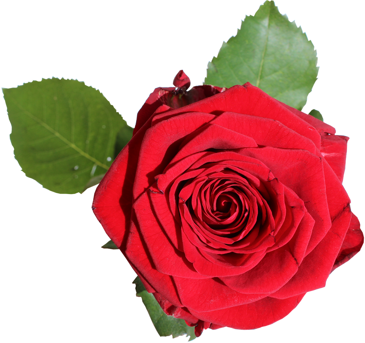 Garden Roses Cabbage Rose Floribunda Gift Blue Rose - 장미 꽃 Png (1280x1173)
