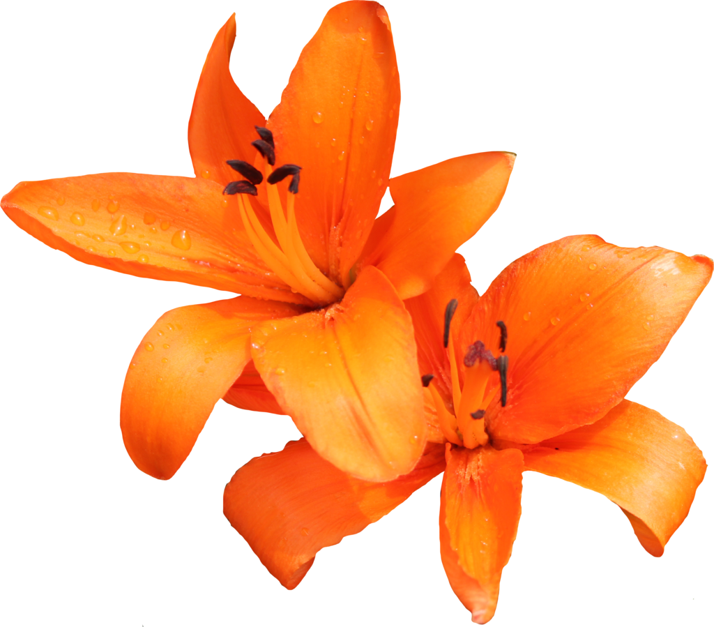 Orange Lilly 02 By Thy Darkest Hour - Flor Lily Png (1024x899)