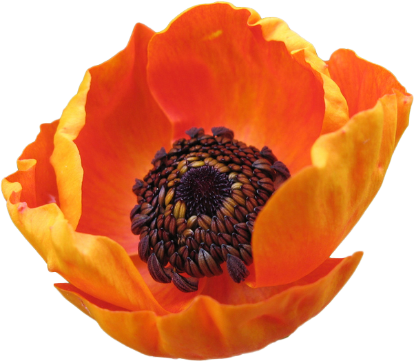 Flower Ranunculus Asiaticus Poppy Hotel Buttercup Floral - Flower Ranunculus Asiaticus Poppy Hotel Buttercup Floral (606x529)