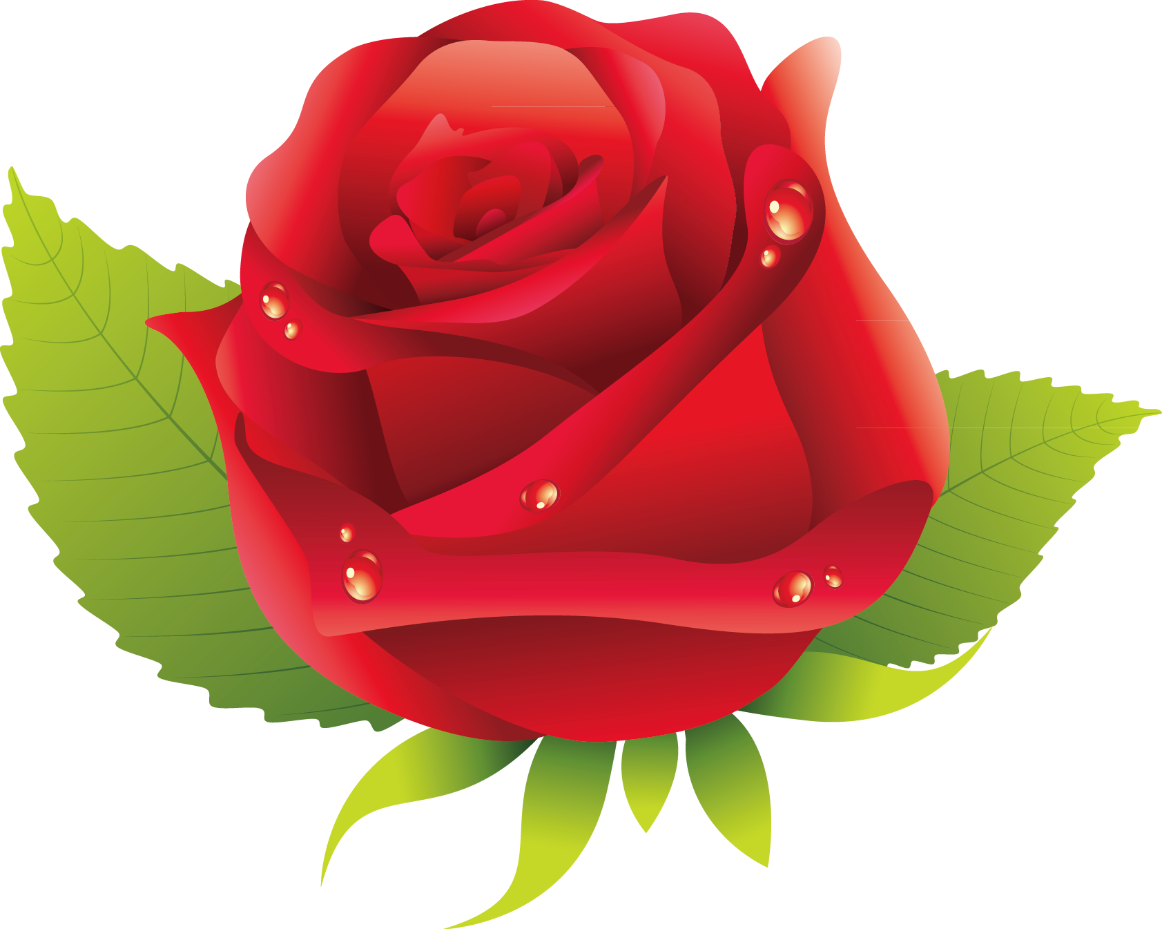 Garden Roses Rosa Chinensis Centifolia Roses Floribunda - Garden Roses Rosa Chinensis Centifolia Roses Floribunda (1683x1345)