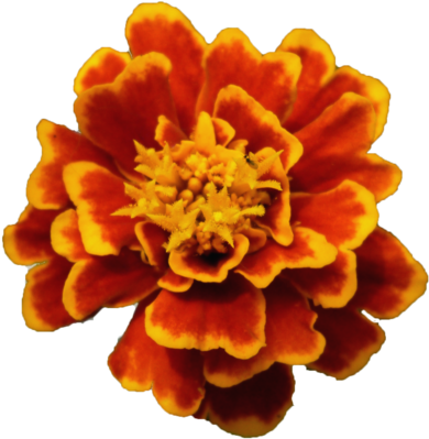 Flor Amapola Png Flower Png By Malkarma-d50qp7m - Malkarma (900x675)
