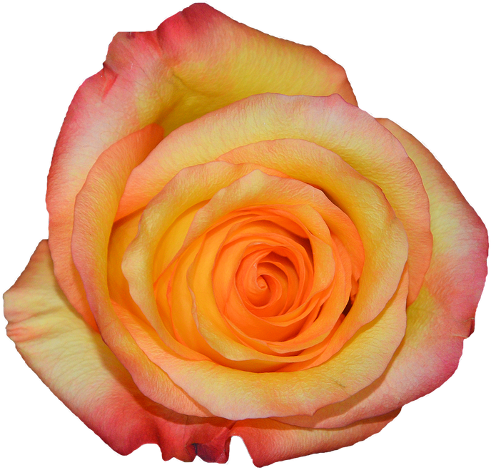 Rosa, Orange, Nature, Flowers - Rose (834x720)
