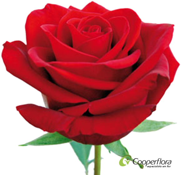 Rosa Ipanema - Cooperflora - Cooperative Floriculturists (600x600)
