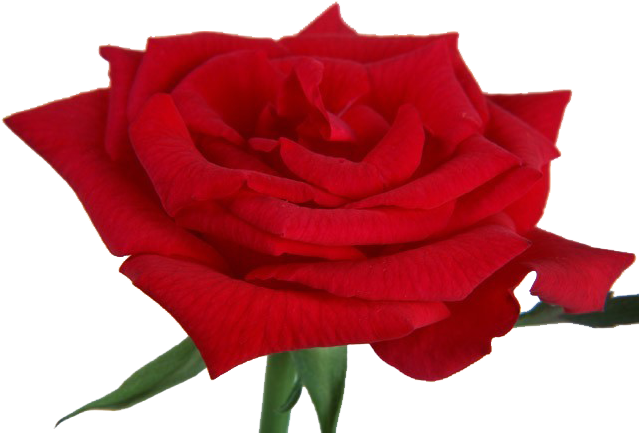 Paper Rose Flower Wallpaper - Paper Rose Flower Wallpaper (640x480)