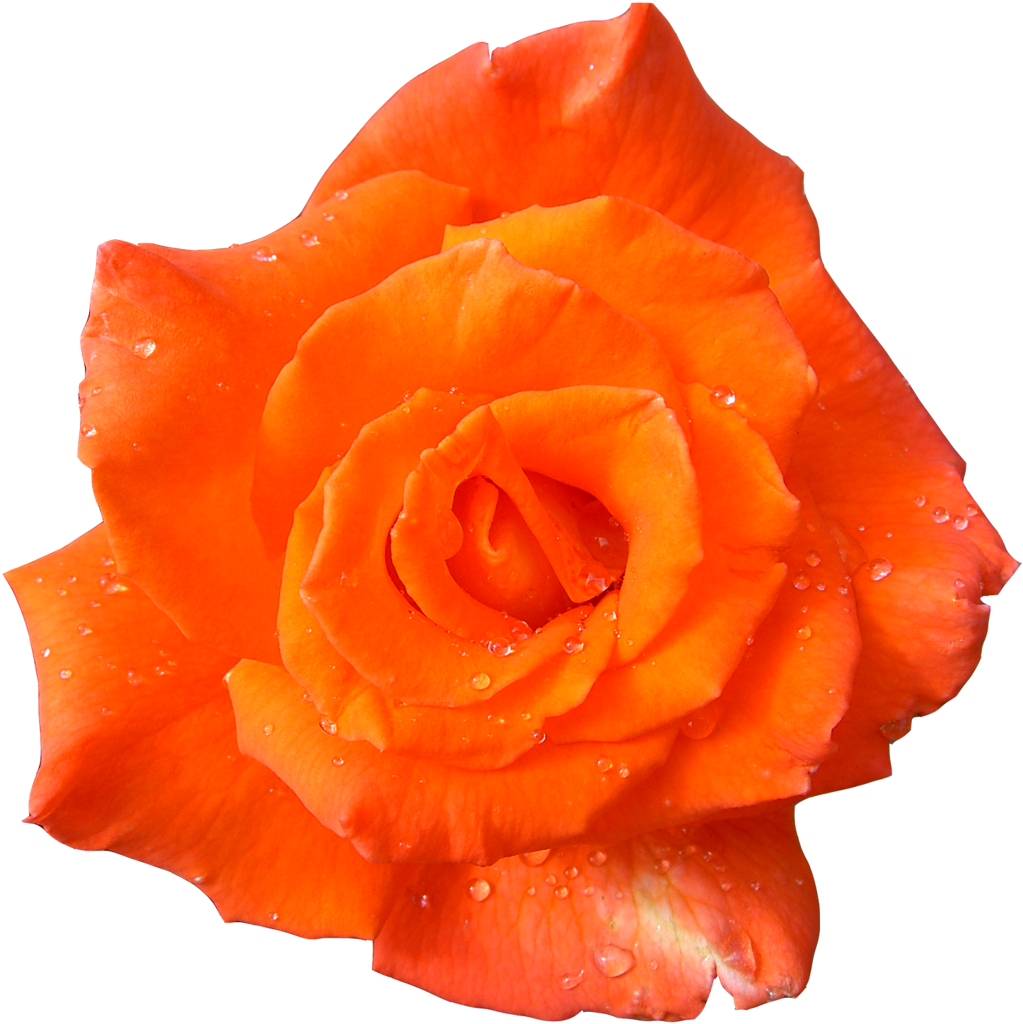 Flower Desktop Wallpaper Clip Art - Flower Desktop Wallpaper Clip Art (1600x1521)