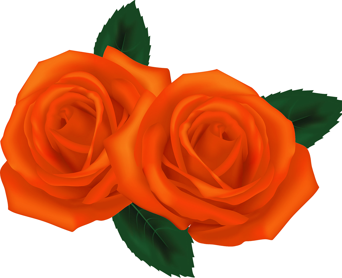 Pink Roses Garden Roses Clip Art - Pink Roses Garden Roses Clip Art (1200x976)