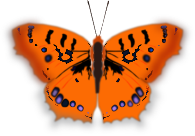 Orange Butterfly, Insect, Animal, Orange - Large Orange Butterfly (640x446)