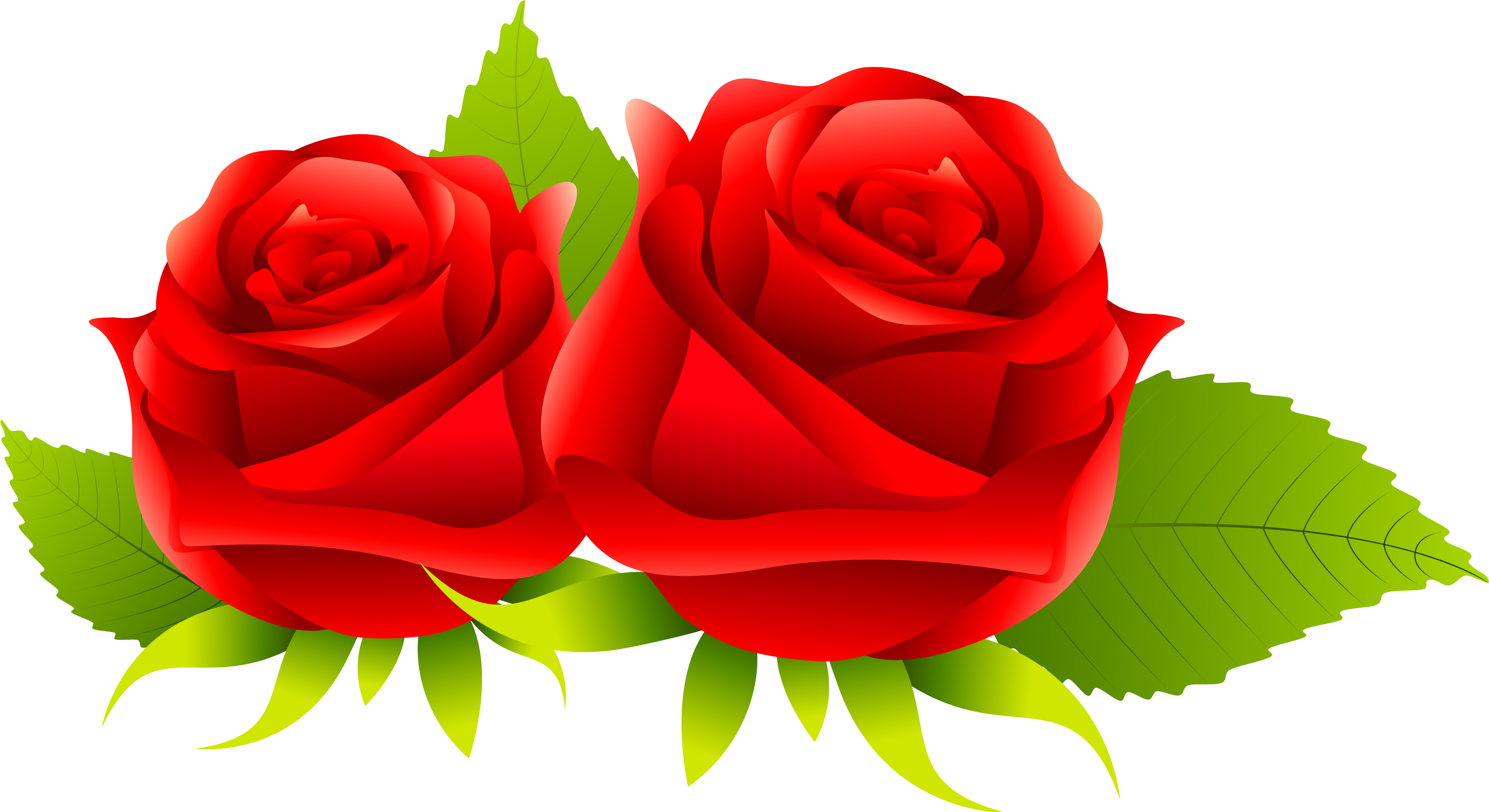Centifolia Roses Rosa Gallica Garden Roses Flower - Centifolia Roses Rosa Gallica Garden Roses Flower (6046x3301)