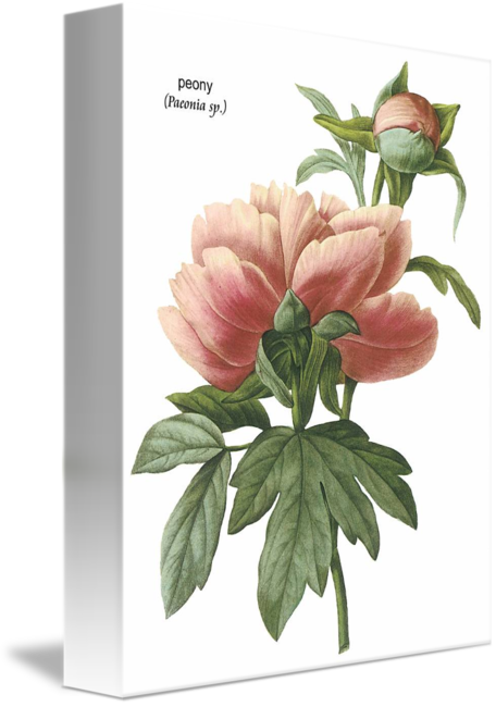 Popeye The Sailor Man (456x650)