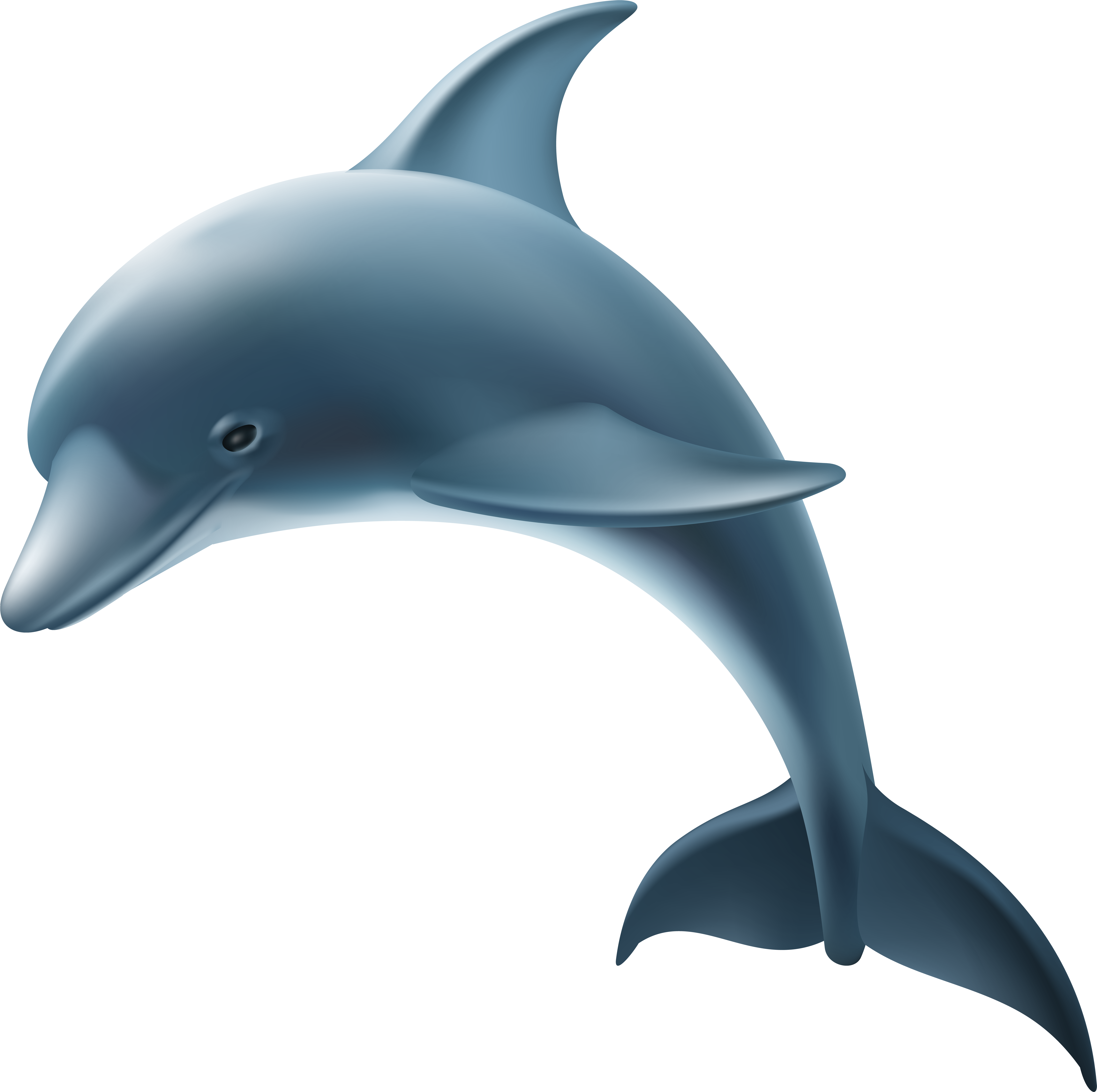 Dolphin Png Clip Art Image - Dolphin Png Clip Art Image (8000x7924)