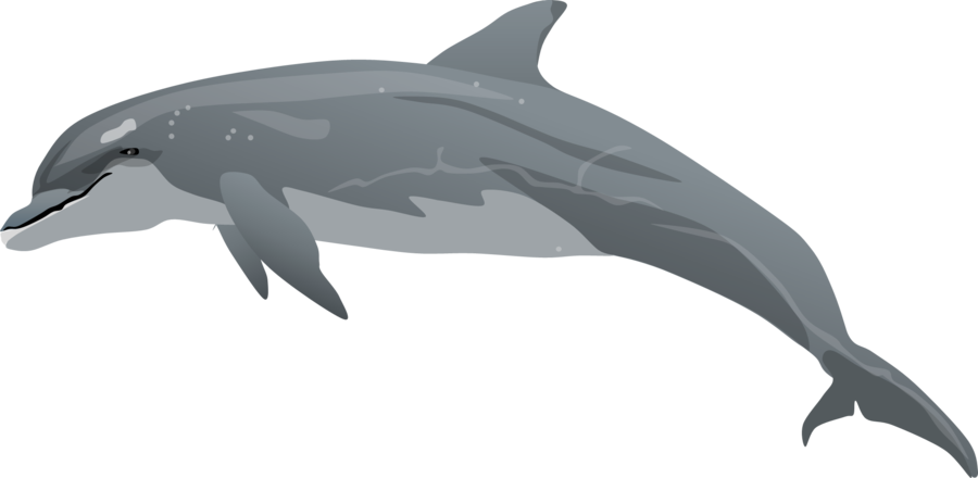 Bottlenose Dolphin Clipart - Bottlenose Dolphin Clipart (900x440)