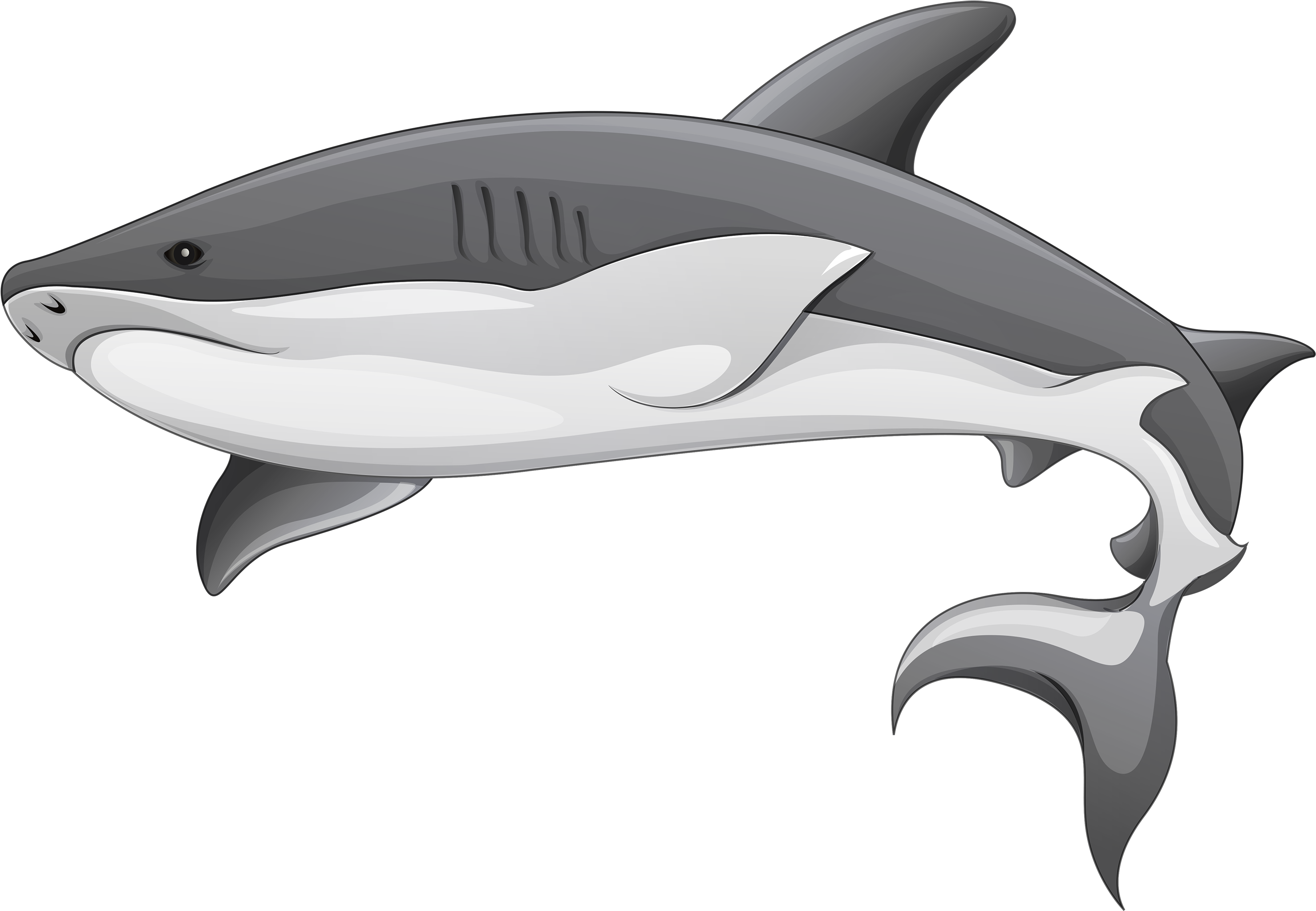 Parts Of A Shark (3000x2115)