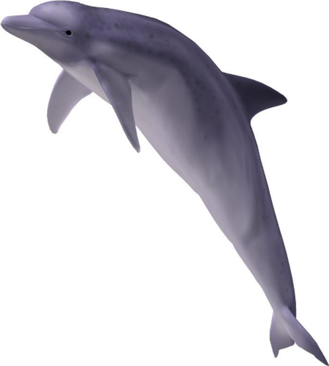 Dolphin Free Png Transparent Background Images Free - Dolphin Jumping Transparent Background (674x750)