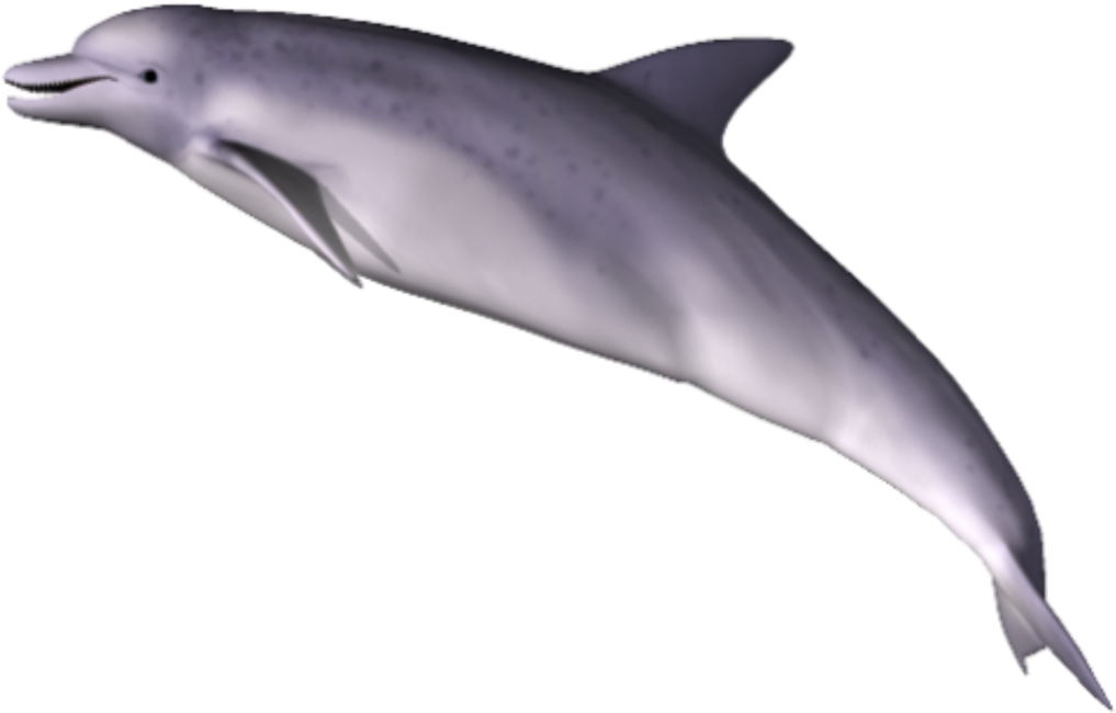 Dolphin Free Png Transparent Background Images Free - Portable Network Graphics (1024x653)