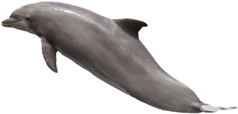 Dolphin Png 7, Buy Clip Art - Transparent Dolphin (960x597)