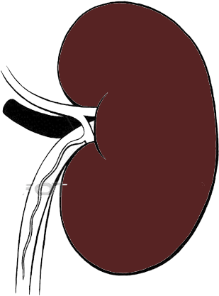 One Drop Of Urine - Circle (329x470)