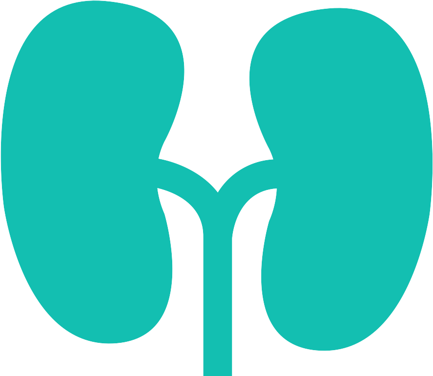 Kidney - Kidney (1200x1200)