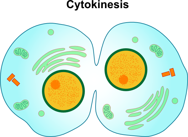 Cytokinesis Png (600x437)