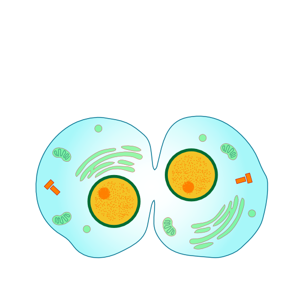 Cytokinesis Mitosis (600x600)