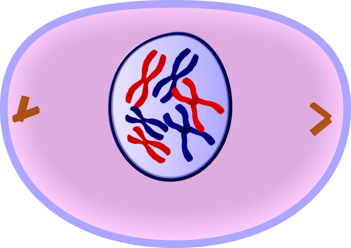 Early Prophase Of Mitosis - Cell Prophase (1125x794)