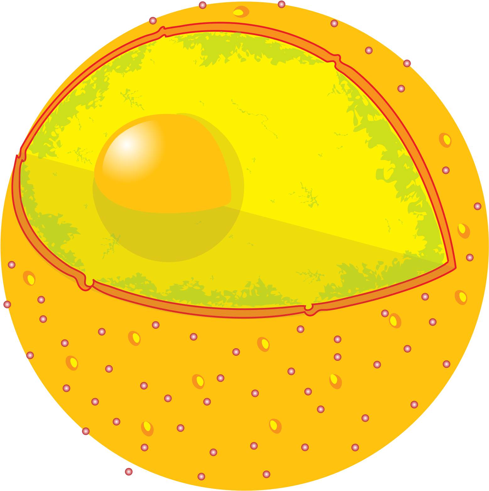 The Control Panel Controls All The Movement Of The - Cell Nucleus (2000x2027)