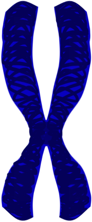 Chromatid Pair, Mitosis, Eukaryotic Cell Division, - Electric Blue (338x750)