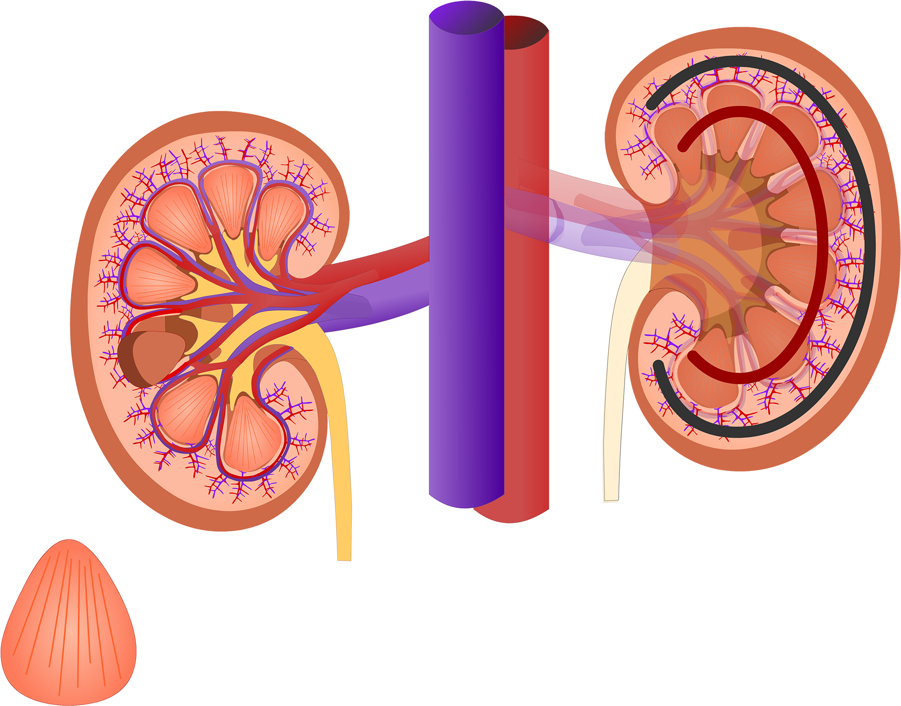 Renal Internal Anatomy - Anatomy (2000x1639)