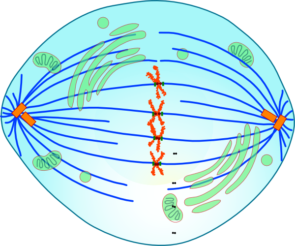 Metaphase Cell With Kinetochores Clip Art At Clker - Metaphase Of Mitosis (600x500)